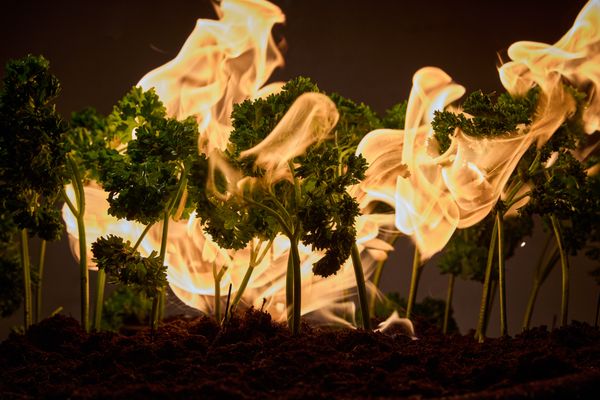 Close-up: takjes peterselie doen dienst als bomen in het miniatuurlandschap en staan in brand.