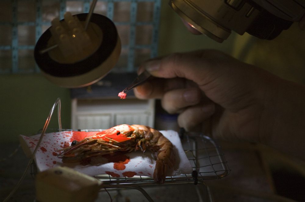 Een hand legt met een pincet een rood stipje op een garnaal die onder de lampen op een rooster ligt, tussen rode spatten.