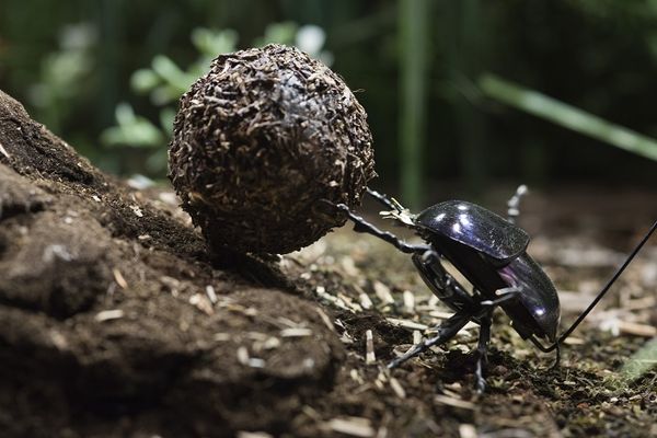 Een mestkever duwt een grote bal mest tegen een helling op, tussen twijgjes en aarde.