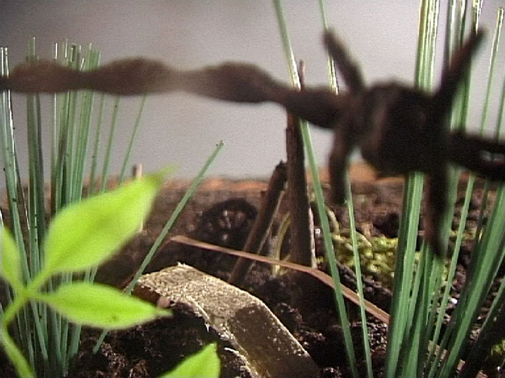 Extreme close-up van een prikkeldraad tussen grassprieten, met links een jong groen plantje.