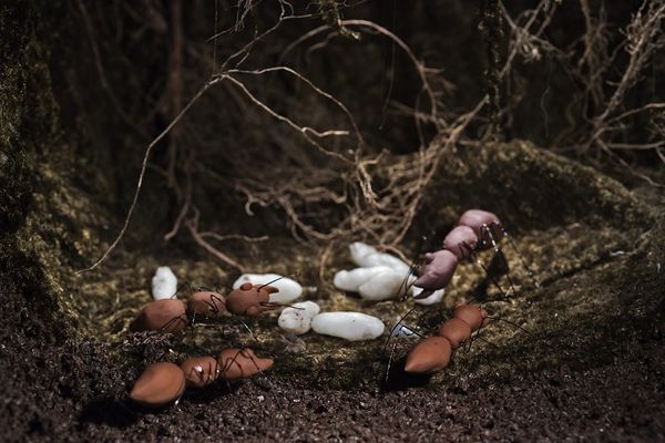 Roodbruine mieren verzorgen een hoop witte eitjes en een roze larve in het nest, tussen mos en wortels.