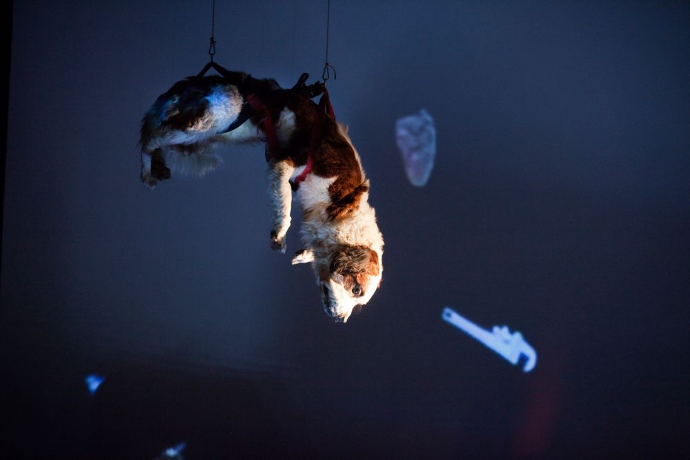 Een opgezette hond hangt ondersteboven aan haken tegen een donkerblauwe achtergrond met geprojecteerde stenen.