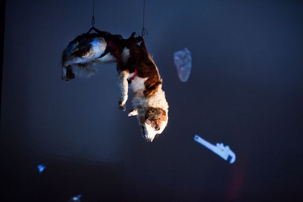Een opgezette hond hangt ondersteboven aan haken tegen een donkerblauwe achtergrond met geprojecteerde stenen.