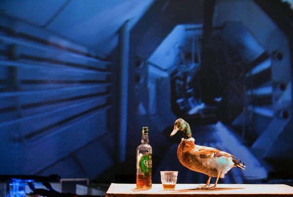 Op een tafel staan een fles drank en een glas naast een opgezette wilde eend, tegen de blauwe projectie van een scheepsromp.