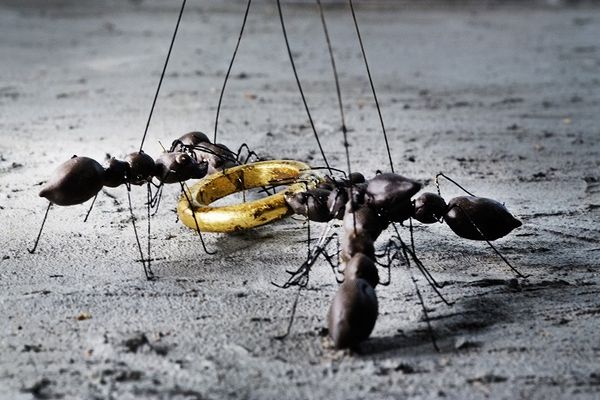 Twee zwarte mieren trekken van weerskanten aan een gouden ring op het grijze zand.