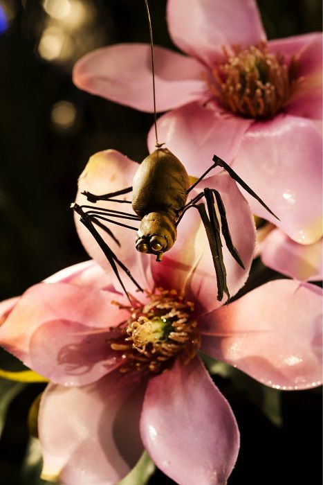 Een insectpop met lange poten hangt aan een draad boven grote roze bloemen.