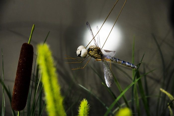 Een libel met een wit, helmachtig hoofd zweeft tegen een fel licht tussen de grassprieten en een lisdodde.
