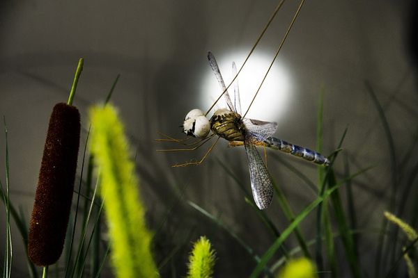 Een libel met een wit, helmachtig hoofd zweeft tegen een fel licht tussen de grassprieten en een lisdodde.