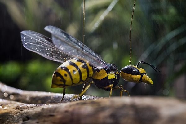 Een geelzwarte wesp met natte, doorzichtige vleugels zit op een tak in het tegenlicht.