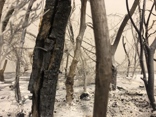 Verbrand miniatuurbos: zwartgeblakerde stammetjes staan in een laag witte as.