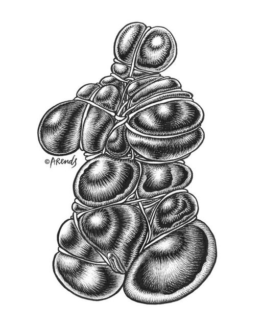 The torso