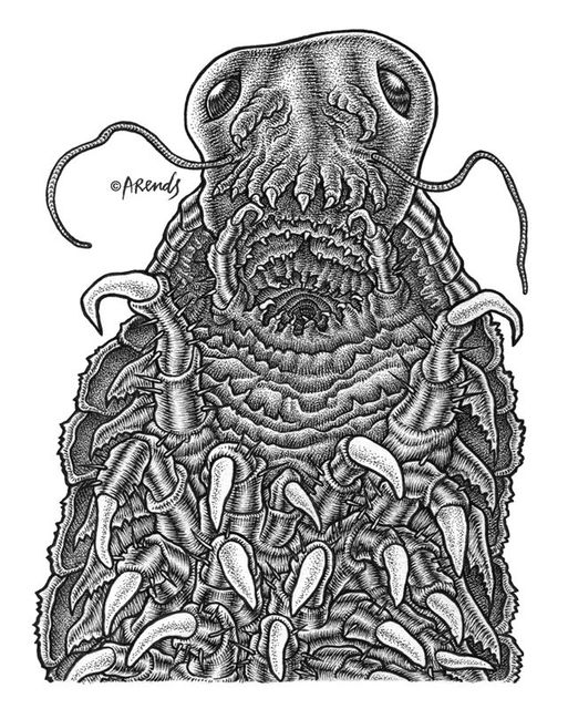 Madame Gammarus