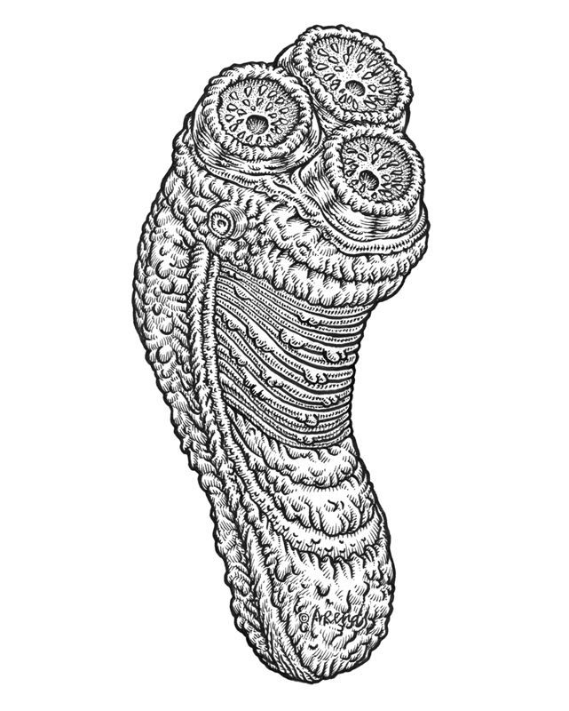 Squidshave