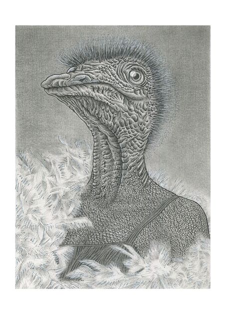 De struisvogel (Miss Boa)
