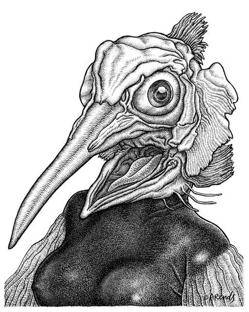 Xiphia