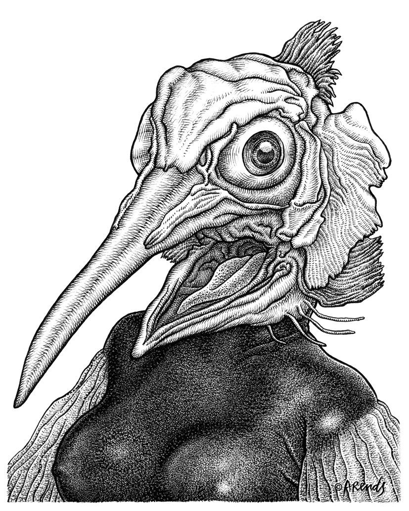 Xiphia