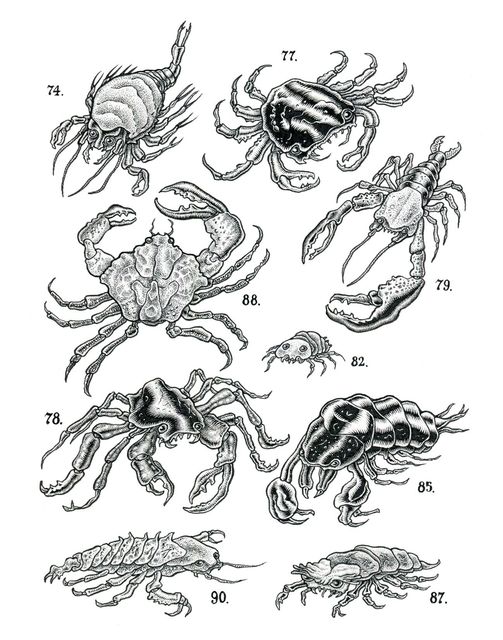 curiosities 18