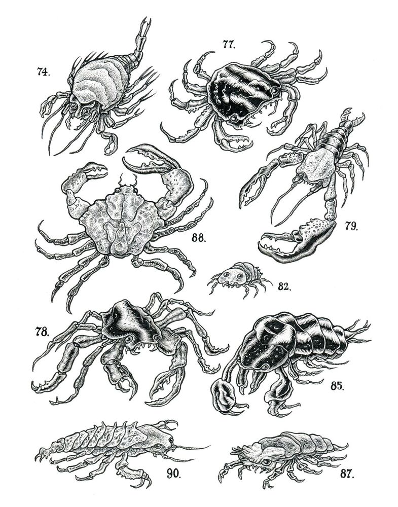 curiosities 18